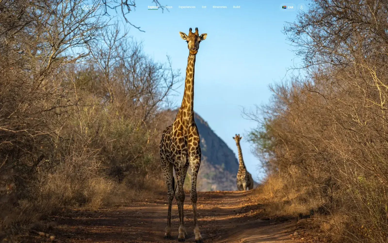 The Wild About Hoedspruit website: a giraffe on a bush road